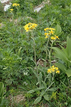 Tephroseris tenuifolia \ Läger-Greiskraut, Schweizer Aschenkraut / Groundsel, I Alpi Bergamasche, Pizzo Arera 9.6.2017
