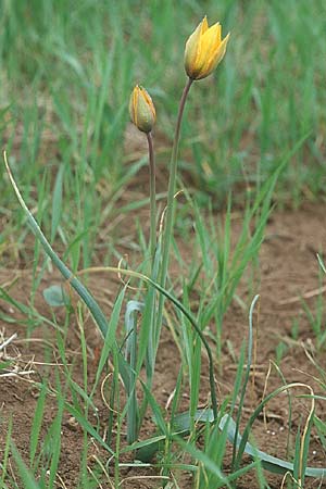 Tulipa sylvestris subsp. australis \ Sdliche Wild-Tulpe, I Promontorio del Gargano, San Giovanni Rotondo 9.4.1998