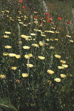 Urospermum dalechampii \ Weichhaariges Schwefelkpfchen / Sheep's Beard, I Promontorio del Gargano, Mattinata 30.4.1985