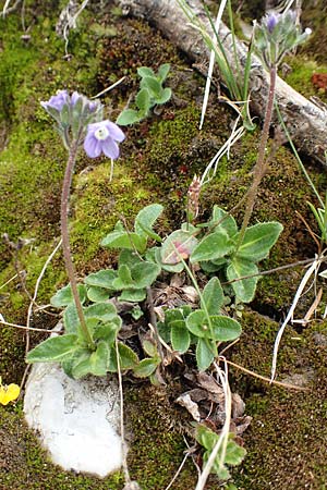 Veronica aphylla / Leafless-Stemmed Speedwell, I Alpi Bergamasche, Pizzo Arera 9.6.2017