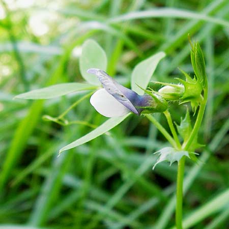 Vicia bithynica \ Bithynische Wicke, I Liguria, Castelvecchio di Rocca Barbena 19.5.2013