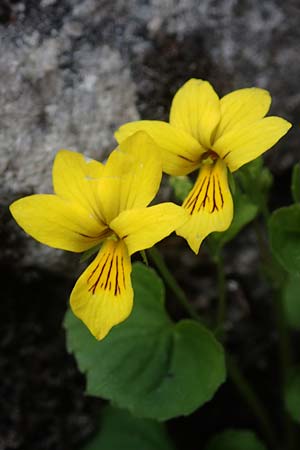 Viola biflora \ Gelbes Veilchen / Alpine Yellow Violet, I Alpi Bergamasche, Monte Alben 11.6.2017