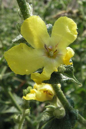 Verbascum chaixii \ Franzsische Knigskerze / Nettle-Leaved Mullein, I Urbino 9.6.2007