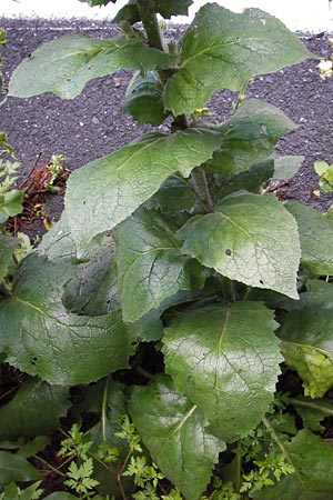 Verbascum nigrum ? \ Dunkle Knigskerze, Schwarze Knigskerze / Dark Mullein, I Liguria, Castelvecchio di Rocca Barbena 19.5.2013