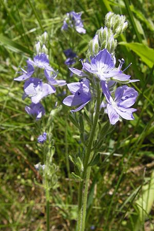 Veronica austriaca subsp. dubia \ Orsinis Ehrenpreis / Orsini's Speedwell, I Finale Ligure 22.5.2013