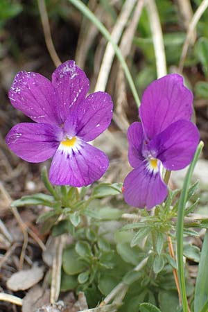 Viola dubyana \ Feinblttriges Veilchen, I Alpi Bergamasche, Pizzo Arera 9.6.2017