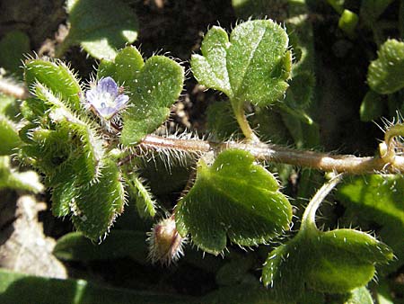 Veronica hederifolia subsp. hederifolia \ Efeublttriger Ehrenpreis / Ivy-Leaved Speedwell, I Jesolo 17.2.2007