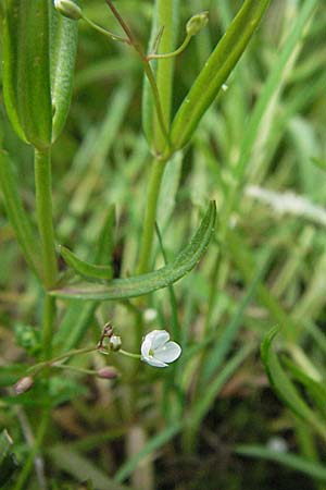 Veronica scutellata / Marsh Speedwell, I Monti Sibillini 8.6.2007