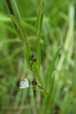 Veronica scutellata / Marsh Speedwell, I Monti Sibillini 8.6.2007