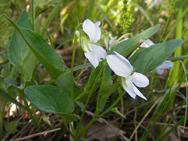 Viola elatior \ Hohes Veilchen, I Liguria, Sassello 22.5.2010