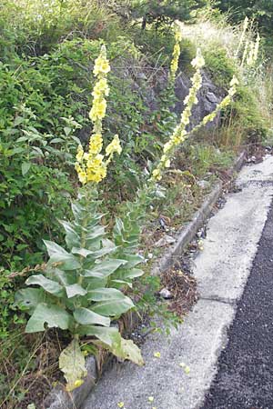 Verbascum densiflorum \ Grobltige Knigskerze / Dense-flowered Mullein, I Trieste 27.6.2010