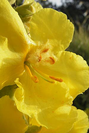 Verbascum densiflorum \ Grobltige Knigskerze, I Trieste 27.6.2010