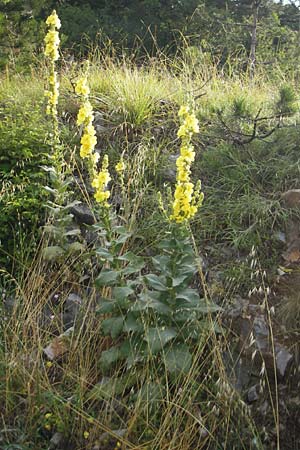 Verbascum densiflorum \ Grobltige Knigskerze, I Trieste 27.6.2010