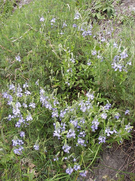 Veronica austriaca subsp. dubia \ Orsinis Ehrenpreis / Orsini's Speedwell, I Liguria, Pieve di Teco 27.5.2013