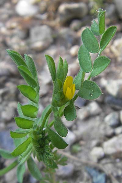 Hippocrepis biflora ? \ Zweibltiger Hufeisenklee, I Liguria, Sassello 22.5.2010