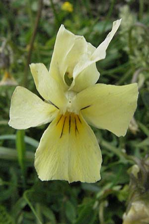 Viola eugeniae \ Eugenisches Veilchen, I Campo Imperatore 5.6.2007