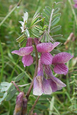 Vicia pannonica subsp. striata \ Gestreifte Wicke, I Monti Sibillini, Castelluccio 7.6.2007