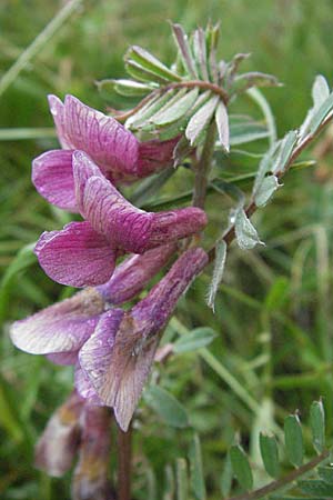 Vicia pannonica subsp. striata \ Gestreifte Wicke, I Monti Sibillini, Castelluccio 7.6.2007