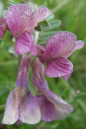 Vicia pannonica subsp. striata \ Gestreifte Wicke, I Monti Sibillini, Castelluccio 7.6.2007