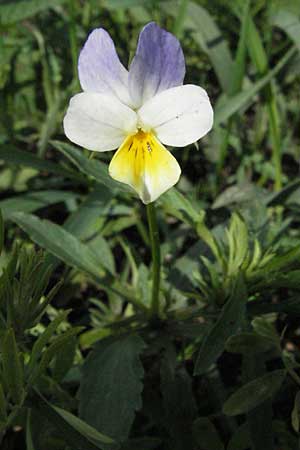 Viola arvensis / Field Pansy, I Monti Sibillini 8.6.2007