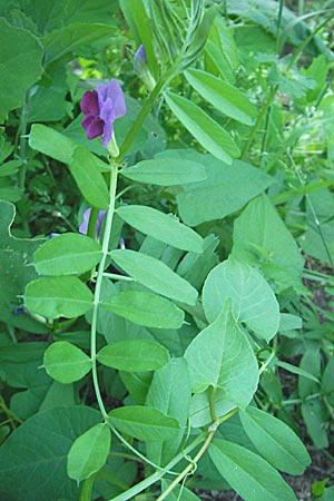 Vicia segetalis ? \ Korn-Wicke, Getreide-Wicke / Narrow-Leaved Common Vetch, I Albisola 22.5.2010