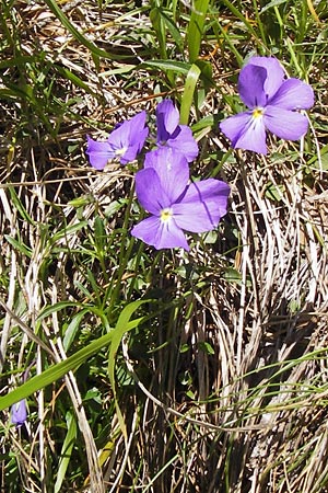 Viola calcarata \ Langsporniges Veilchen, Gesporntes Stiefmtterchen / Spurred Pansy, I Liguria, Monte Beigua 24.5.2013