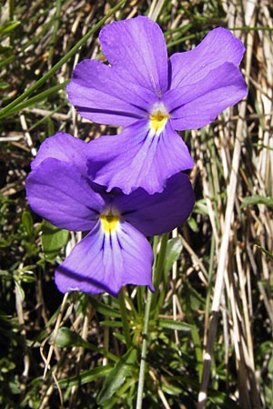 Viola calcarata \ Langsporniges Veilchen, Gesporntes Stiefmtterchen / Spurred Pansy, I Liguria, Monte Beigua 24.5.2013