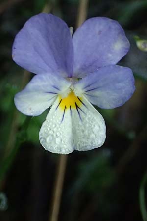 Viola saxatilis \ Gebirgs-Veilchen / Rock Pansy, I Liguria, Passo delle Cappelletta 1.10.2023