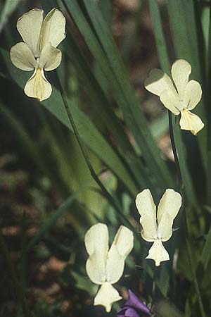 Viola merxmuelleri \ Merxmllers Veilchen, I Promontorio del Gargano, Vieste 30.4.1985