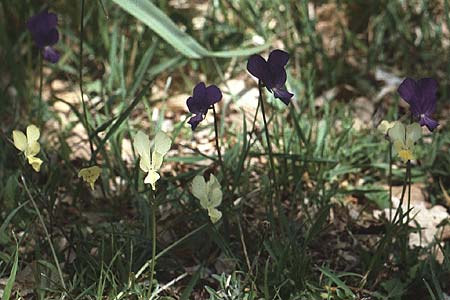 Viola merxmuelleri \ Merxmllers Veilchen, I Promontorio del Gargano, Vieste 30.4.1985