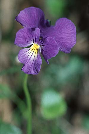 Viola eugeniae / Eugenian Violet, I Assisi, Monte Subasio 17.5.2005