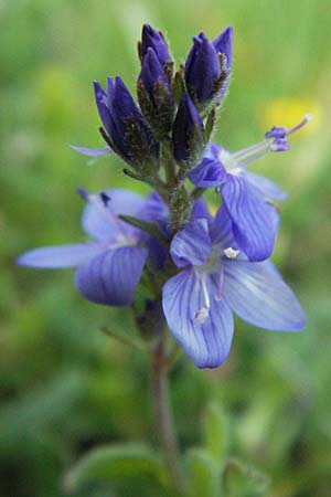 Veronica orsiniana \ Orsinis Ehrenpreis, I Campo Imperatore 5.6.2007