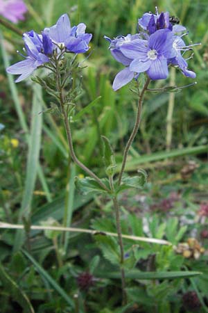 Veronica orsiniana \ Orsinis Ehrenpreis / Orsini's Speedwell, I Campo Imperatore 5.6.2007