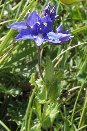 Veronica orsiniana \ Orsinis Ehrenpreis / Orsini's Speedwell, I Norcia 7.6.2007