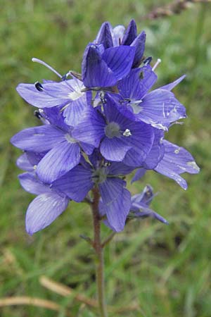 Veronica orsiniana \ Orsinis Ehrenpreis / Orsini's Speedwell, I Norcia 7.6.2007