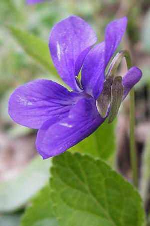 Viola odorata \ Wohlriechendes Veilchen, Mrz-Veilchen / Sweet Violet, I Cattolica 24.3.2013