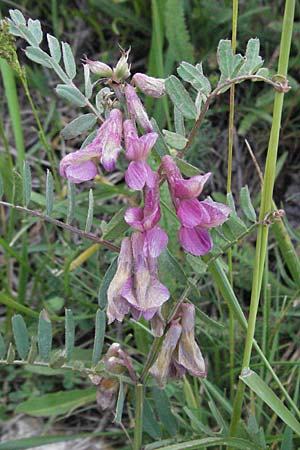 Vicia pannonica subsp. striata \ Gestreifte Wicke, I Campo Imperatore 5.6.2007