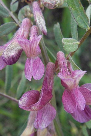 Vicia pannonica subsp. striata \ Gestreifte Wicke, I Campo Imperatore 5.6.2007