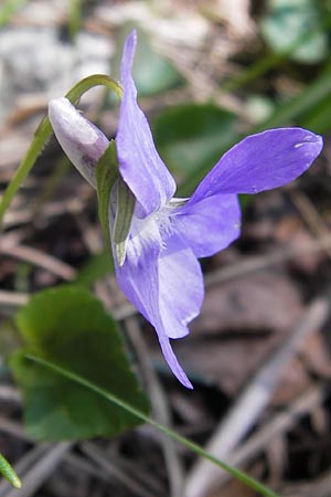 Viola reichenbachiana / Early Dog Violet, I Liguria, Monte Beigua 24.5.2013