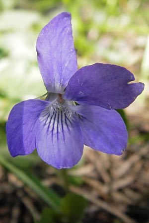 Viola reichenbachiana / Early Dog Violet, I Liguria, Monte Beigua 24.5.2013