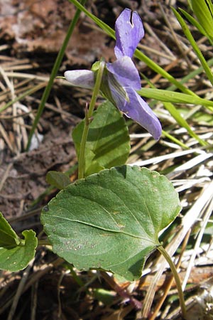 Viola reichenbachiana \ Wald-Veilchen, I Liguria, Monte Beigua 24.5.2013