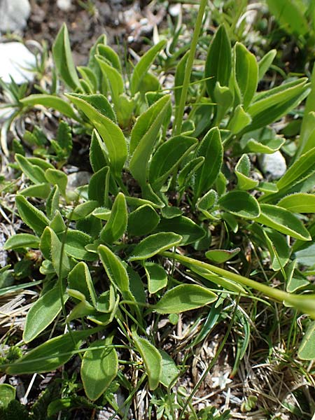 Valeriana saxatilis / Rock Valerian, I Südtirol,  Plätzwiese 5.7.2022