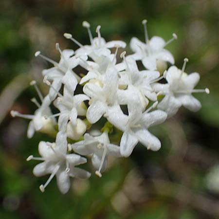 Valeriana saxatilis / Rock Valerian, I Südtirol,  Plätzwiese 5.7.2022