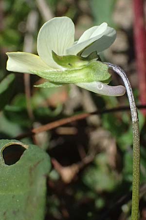 Viola saxatilis \ Gebirgs-Veilchen, I Liguria, Passo di Cento Croci 27.9.2023