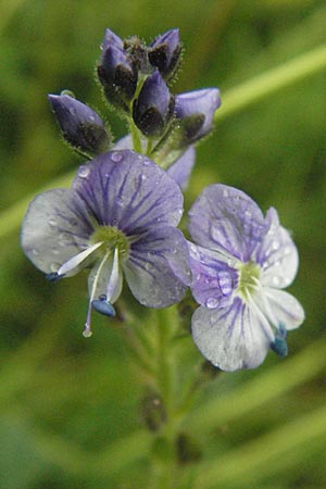 Veronica serpyllifolia \ Quendelblttriger Ehrenpreis, Thymian-Ehrenpreis / Thyme-Leaved Speedwell, I Monti Sibillini, Castelluccio 7.6.2007