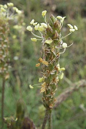 Plantago maritima subsp. serpentina \ Schlangen-Wegerich, Serpentin-Wegerich / Fleshy Plantain, I Monti Sibillini 8.6.2007