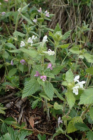 Galeopsis pubescens \ Weichhaariger Hohlzahn / Downy Hemp-Nettle, I Südtirol,  Gsieser Tal 7.7.2022