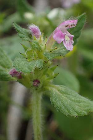 Galeopsis pubescens \ Weichhaariger Hohlzahn / Downy Hemp-Nettle, I Südtirol,  Gsieser Tal 7.7.2022