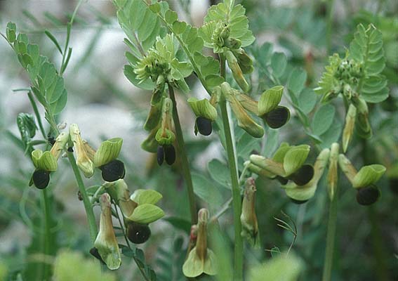 Vicia melanops \ Schwarzflgelige Wicke / Black Vetch, I Promontorio del Gargano, San Salvatore 9.4.1998