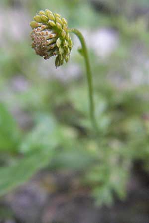 Cotula australis \ Australische Laugenblume, Fiederpolster, I Liguria, Cervo 30.5.2013